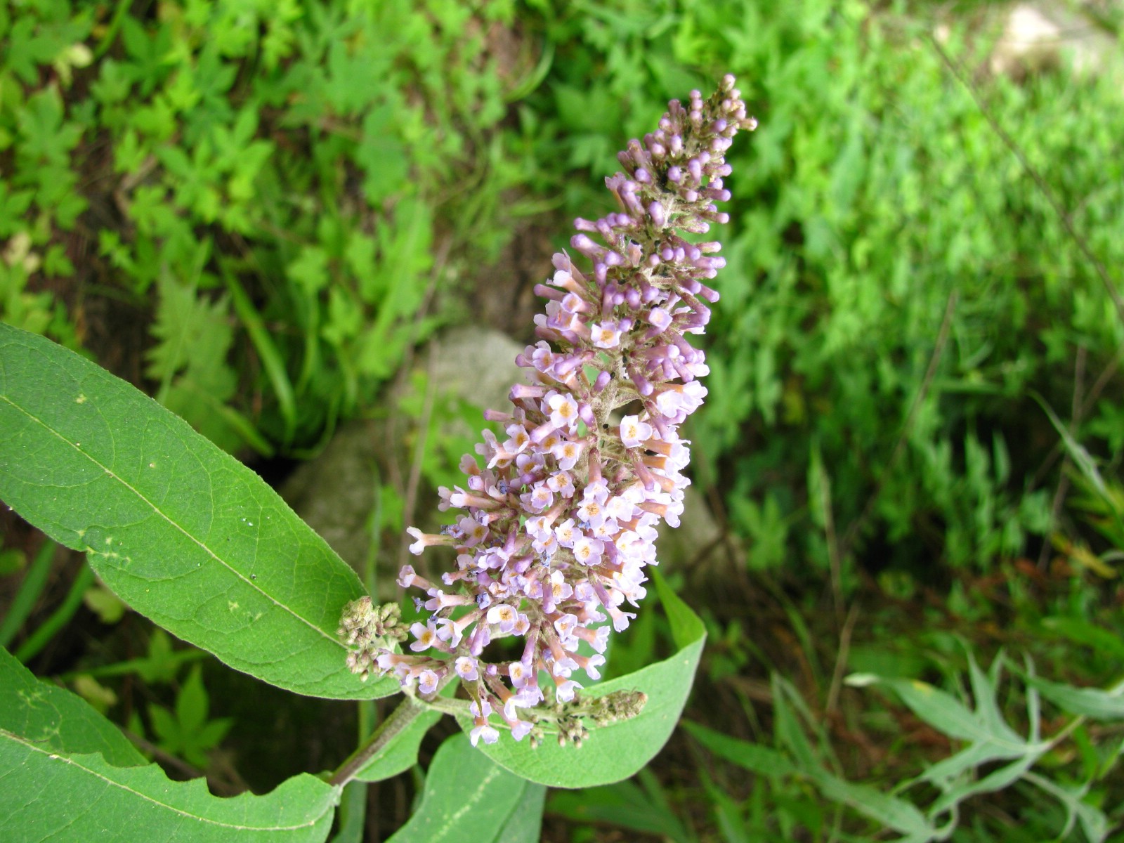 是 a href="#">玄参科 /a>醉鱼草属的植物,为中国的特有植物.