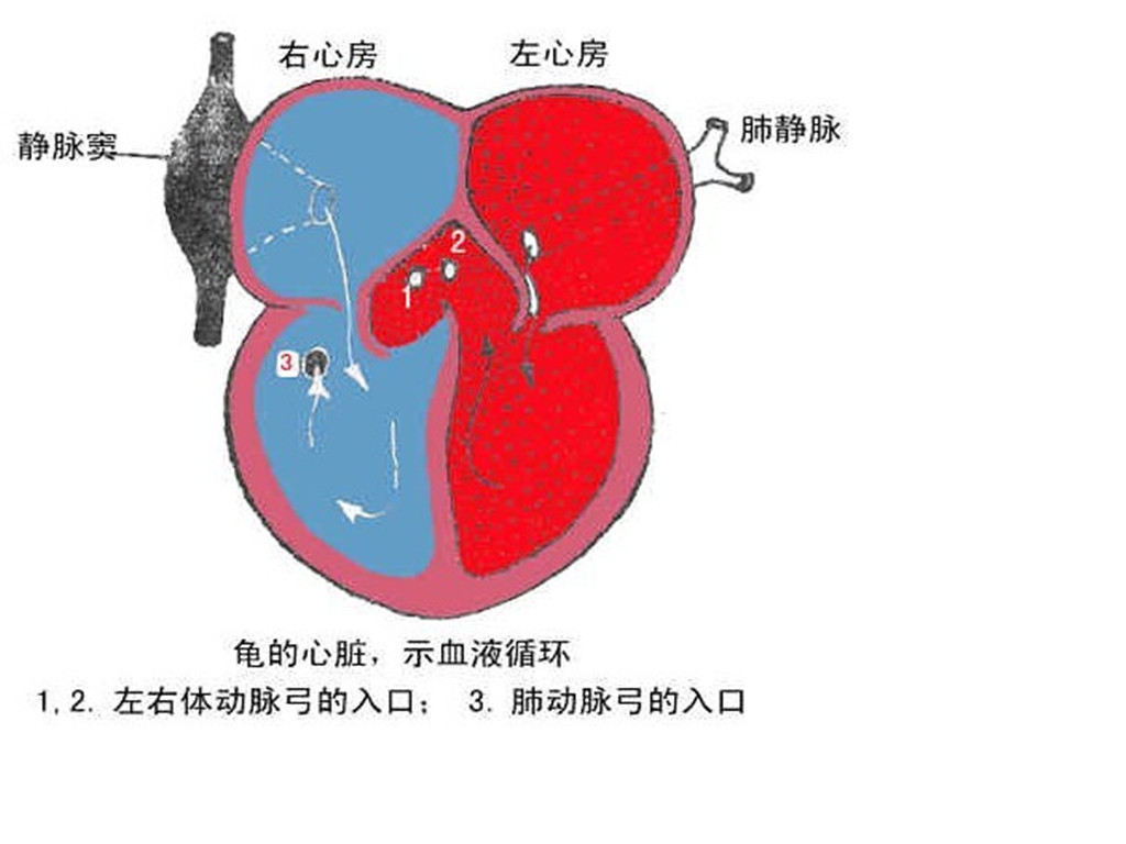 鸟纲/1194548" data-lemmaid="1194548">鸟纲 /a>开始,其心脏四腔