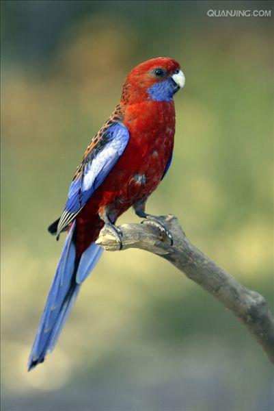  p>深红玫瑰鹦鹉(学名:platycercus elegans)是典型的 a href="#"