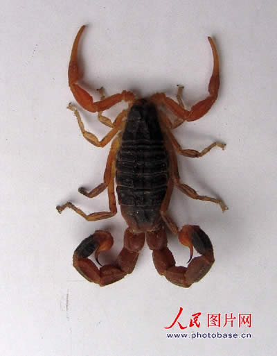 p>双尾蝎,是一种变异的蝎子,有两个尾巴. /p>