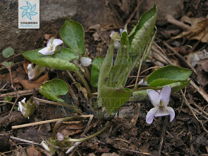  p> b>球果堇菜 /b>(学名: i>viola collina /i> besser)是 a href="