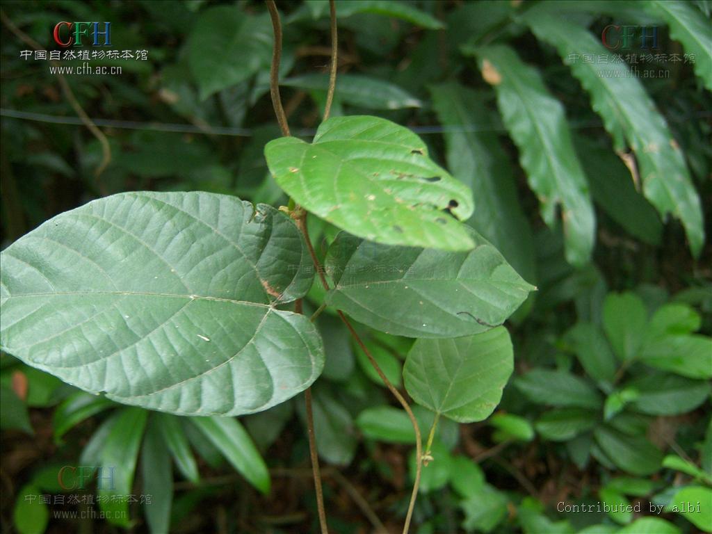  p>刺果藤属,学名byttneria loefl.