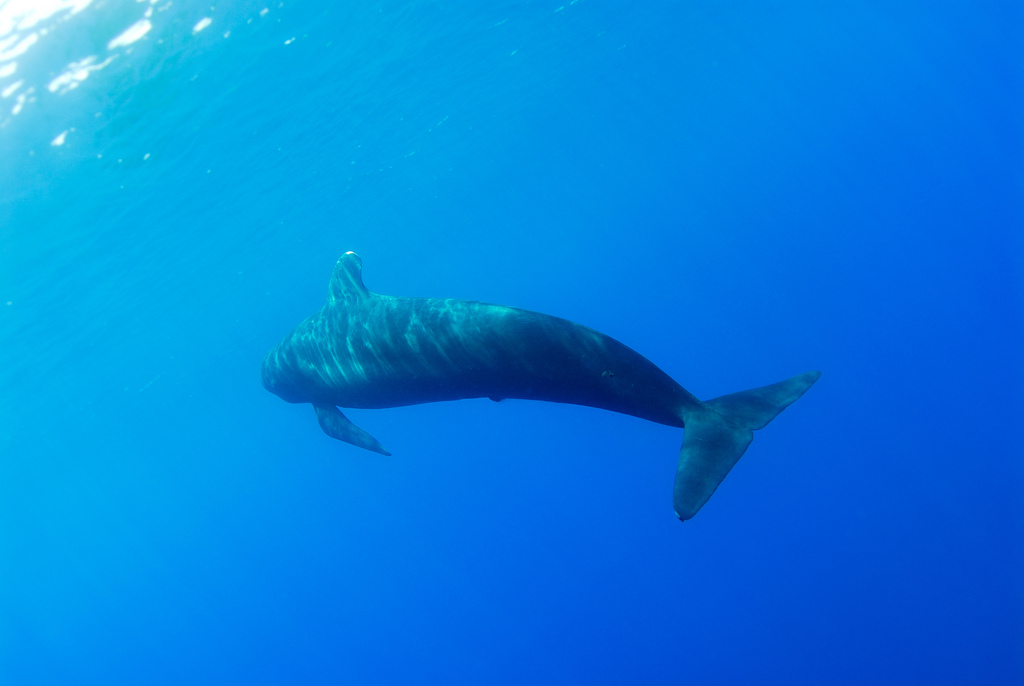 long-finned pilot whale