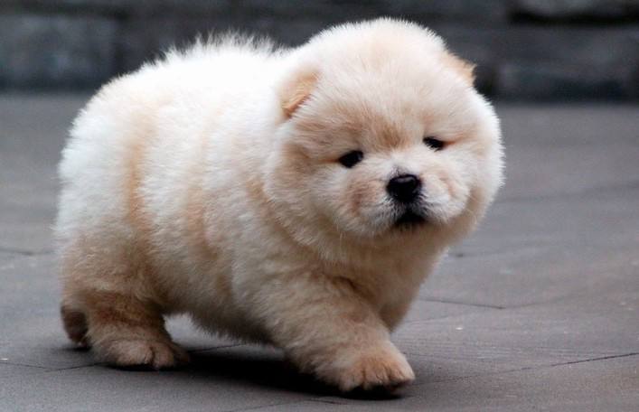 松狮犬的价格区间怎么划分？_百科TA说