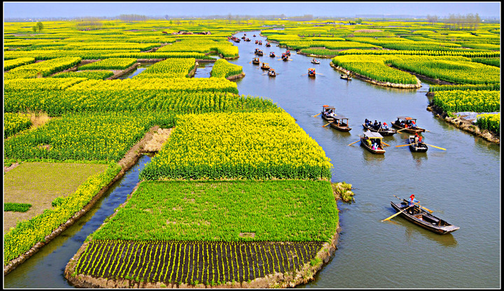 千岛菜花景区