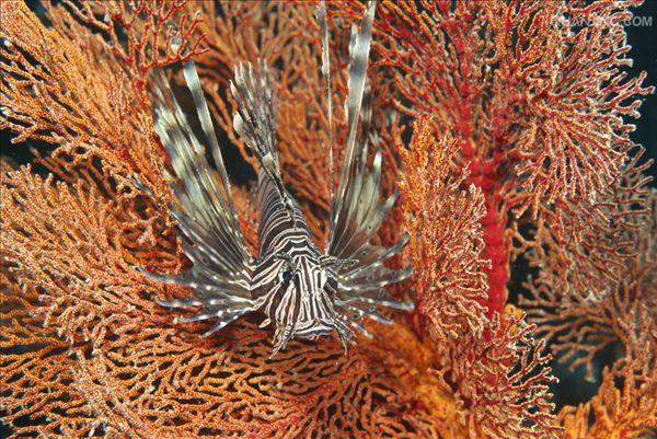  p>蓑鲉(学名: i>pterois volitans /i>)是鲉科,蓑鲉属硬骨鱼.