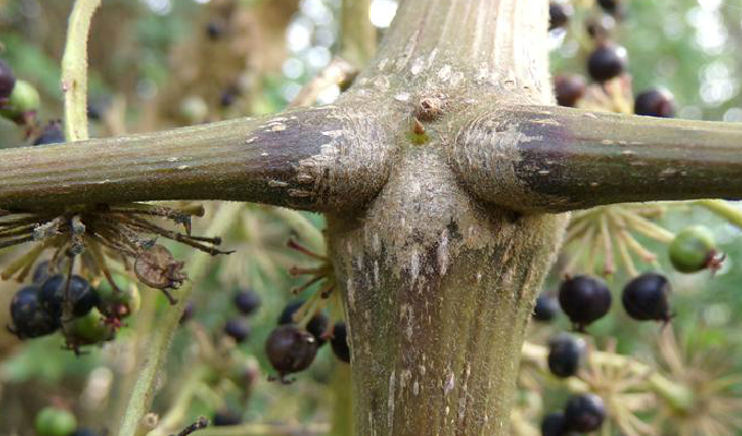  p>白背叶楤木(变种)学名:aralia chinensis l. var.