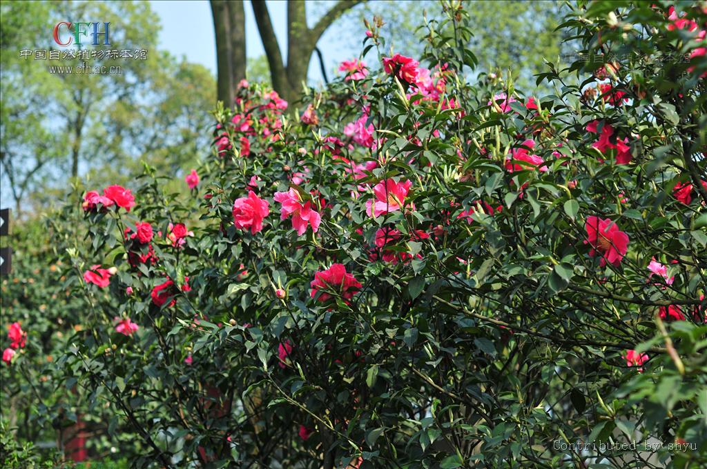  p>滇山茶(学名: i>camellia reticulata   /i>lindl.