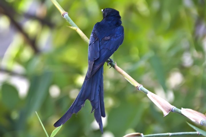 黑卷尾泰国亚种