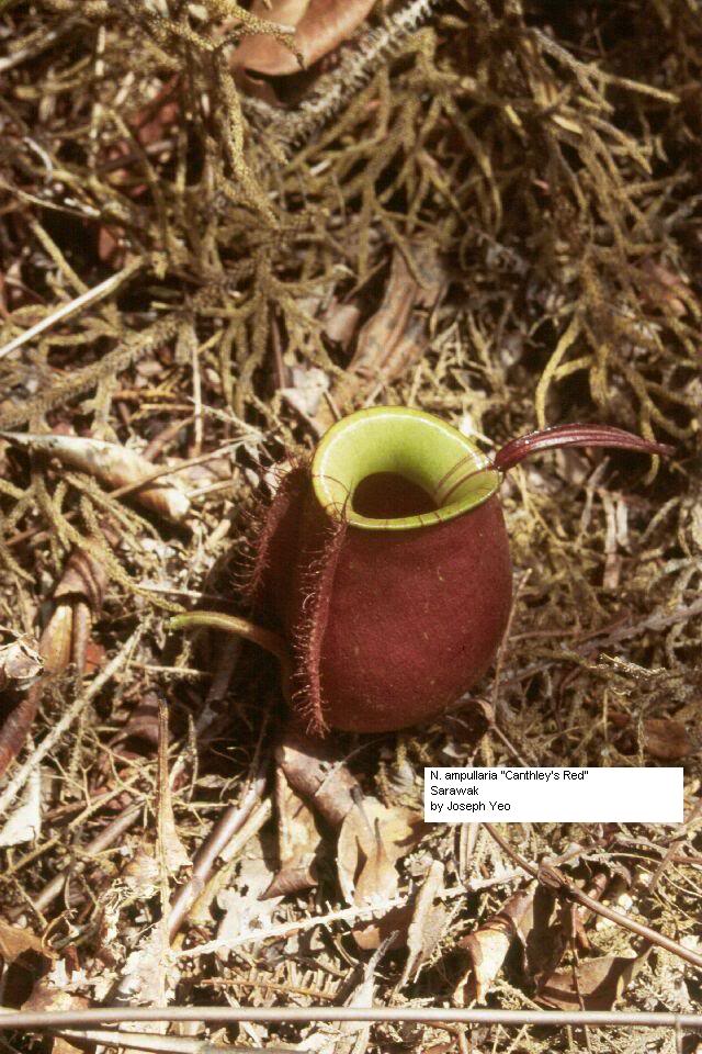 nepenthes ampullaria