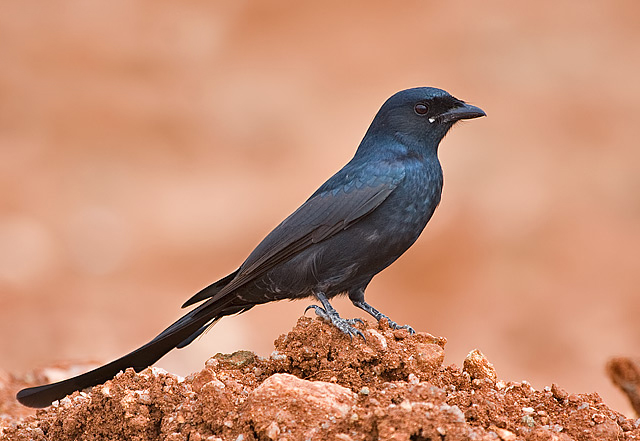  p>黑卷尾指名亚种(学名:dicrurus macrocercus macrocercus)是 a