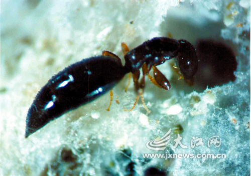 >膜翅目 /a>, a target="_blank" href="/item/肿腿蜂科">肿腿蜂科 /a