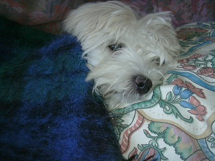 罗秦犬