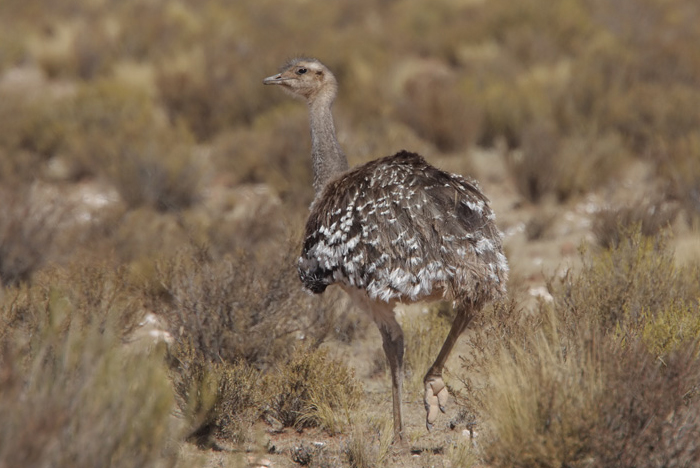  i>rhea pennata /i>)是美洲鸵鸟目美洲鸵鸟科的 a target="_blank"