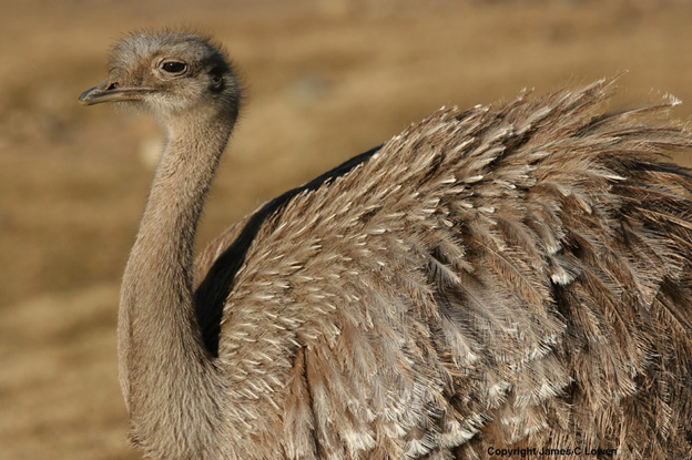  i>rhea pennata /i>)是美洲鸵鸟目美洲鸵鸟科的 a target="_blank"