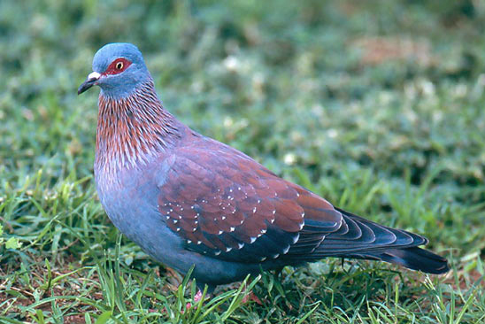  p>斑鸽,亦称鸽子,属于鸟纲鸽形目(columbiformes)鸠鸽科 (columbidae