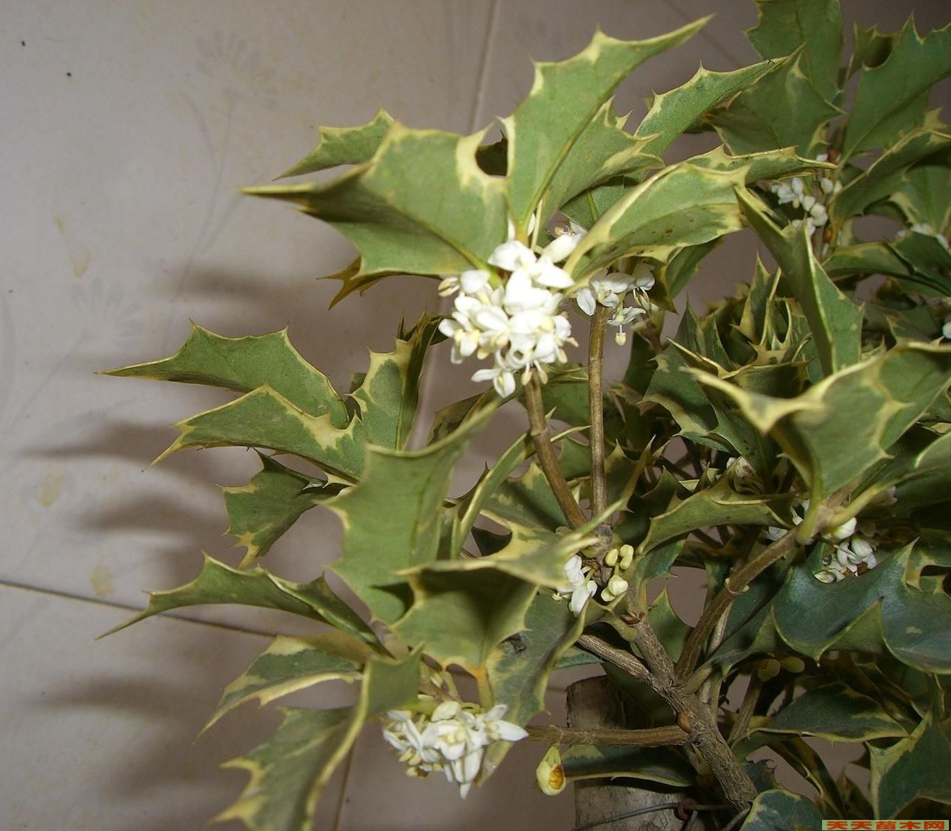 p data-id="gnwt62x2la">柊树( i>osmanthus heterophyllus /i> (g.