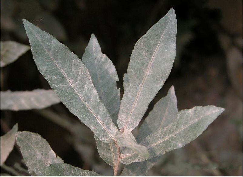  p>小叶栎(学名: i>quercus chenii /i> nakai)是壳斗科,栎属落叶 a