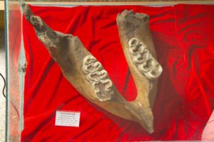 中间中华乳齿象