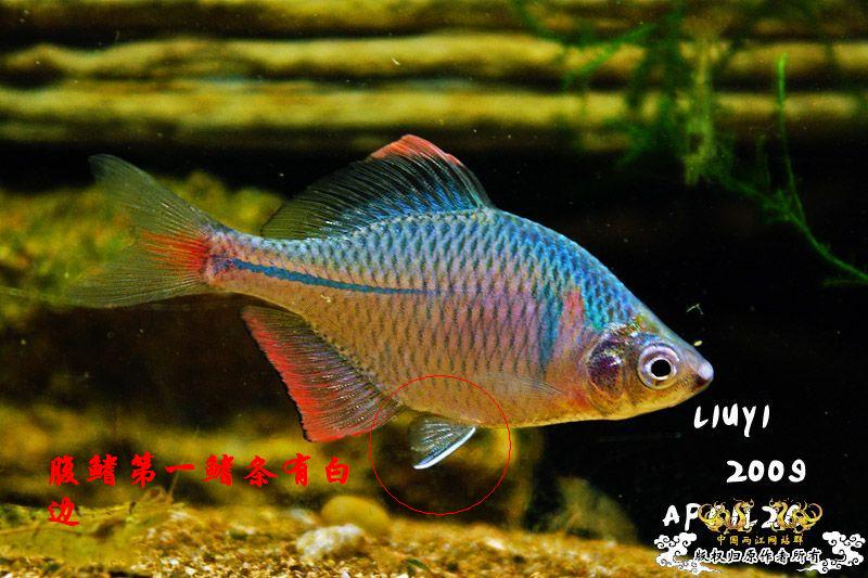  p>刺鳍鳑鲏 b> /b>为 a>鲤科 /a> a>鳑鲏属 /a>的 a>鱼类 /a>,是中国