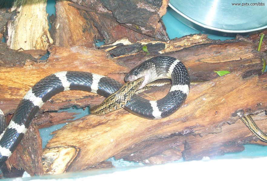  p>银环蛇( i>bungarus multicinctus /i>),是眼镜蛇科环蛇属的一种