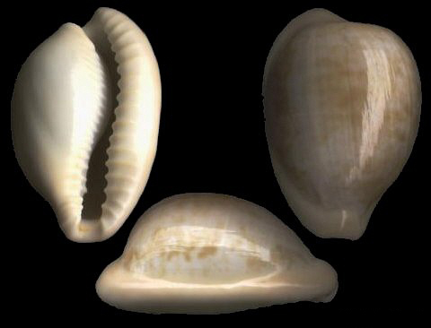  p>黄玉宝螺(学名:cypraeovula fuscorubra fusco