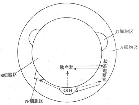  p>胰岛b细胞是 a target="_blank" href="/item/胰岛细胞/10877852"