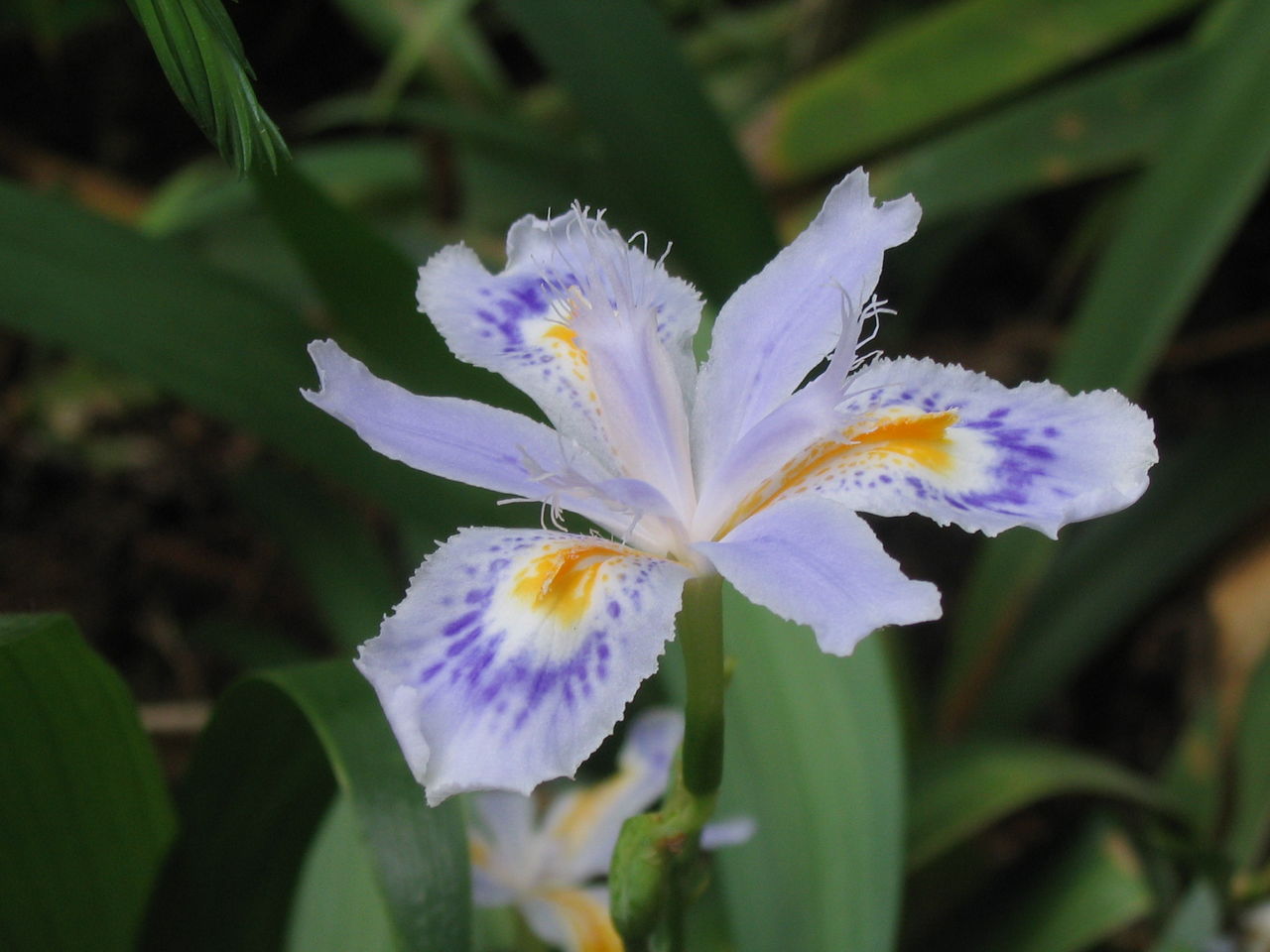  p>扁竹根,多年生草本,高40-60cm.根茎横生,竹鞭状.