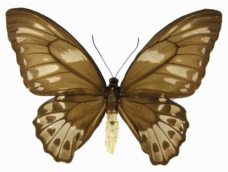 里士满鸟翼凤蝶