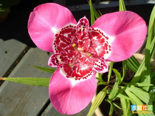 f.) ker-gawl.)是鸢尾科虎皮花属植物,球根花卉,高40～60厘米.