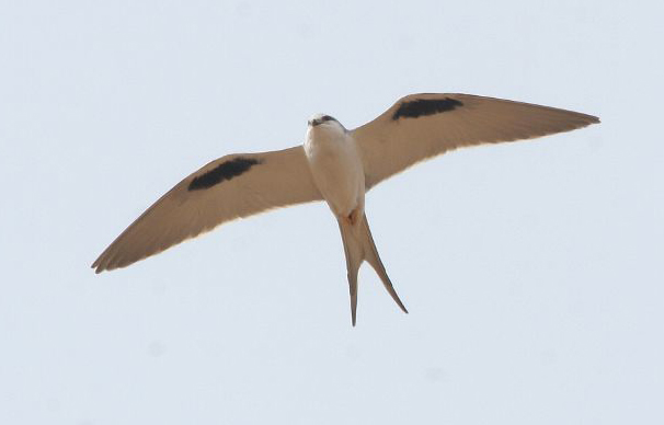  p>剪尾鸢(学名:chelictinia riocourii)是一种中型 a href="#" data