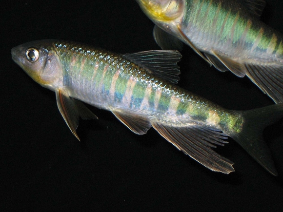 动物亚门 /a>, a href="#" data-lemmaid="1195405">硬骨鱼纲 /a> a