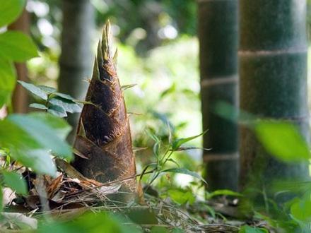 春笋（禾本科刚竹属植物）_百度百科
