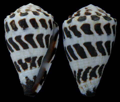  p>斑芋螺(学名:virroconus ebraeus)贝壳厚实短胖.具有外壳和水管沟.