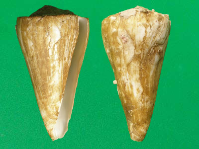 kioconus tribblei tribblei