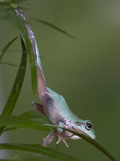 澳大利亚绿色雨蛙