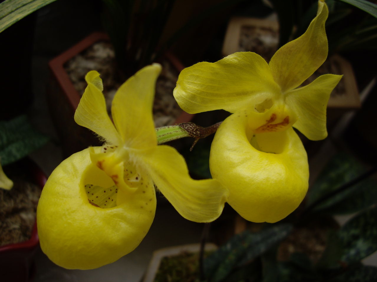  p>兜兰属(学名: i>paphiopedilum  /i>pfitz.