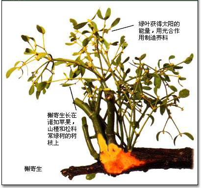 寄生树（双子叶植物纲禾本目植物）_百度百科