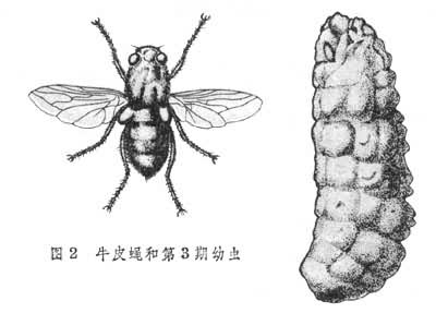 蝇蛆病是指蝇类的幼虫----蛆寄生在人体或动物体上引起的疾病.