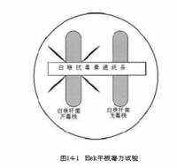 corynebacterium diphtheriae