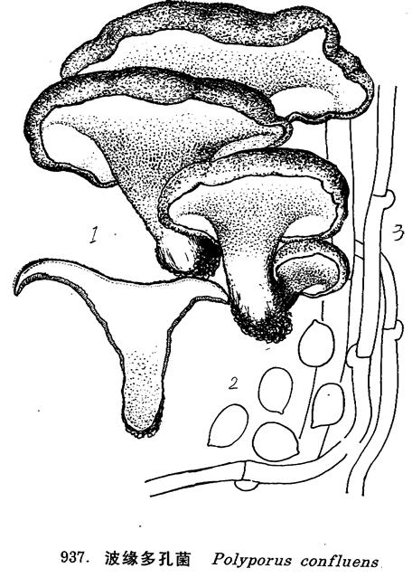  p>形态特征:子实体一般较大,肉质,黄色或淡橙色,有小鳞片,渐变光滑