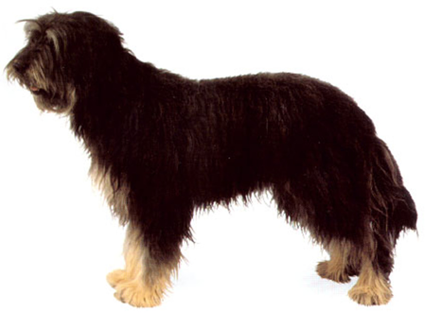 briard