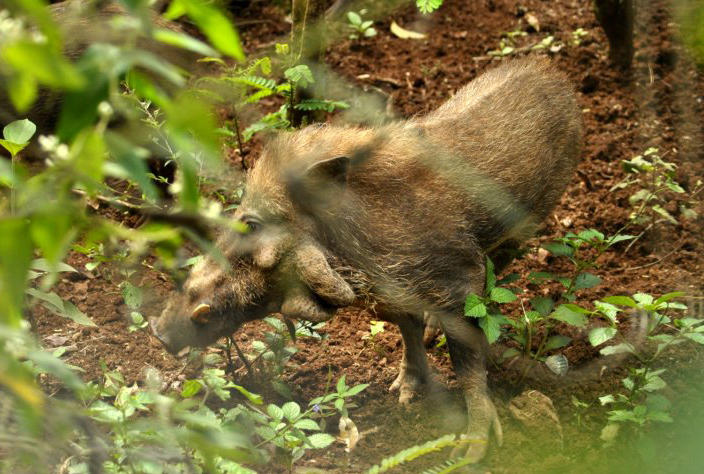  p>爪哇野猪(学名: i>sus verrucosus /i>):是 a data-lemmaid="