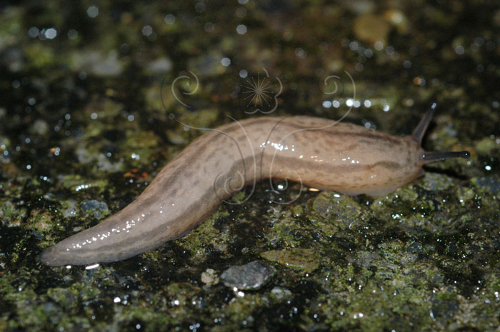 lemmaid="563285">软体动物门 /a>,腹足纲,属柄眼目,蛞蝓科的一种生物