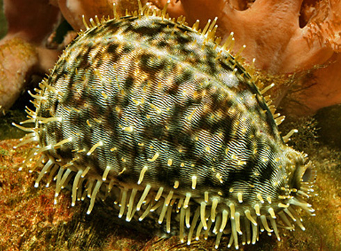  p>黑星宝螺(学名: i>cypraea tigris /i>)是 a target="_blank" href