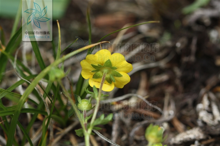 potentilla granulosa
