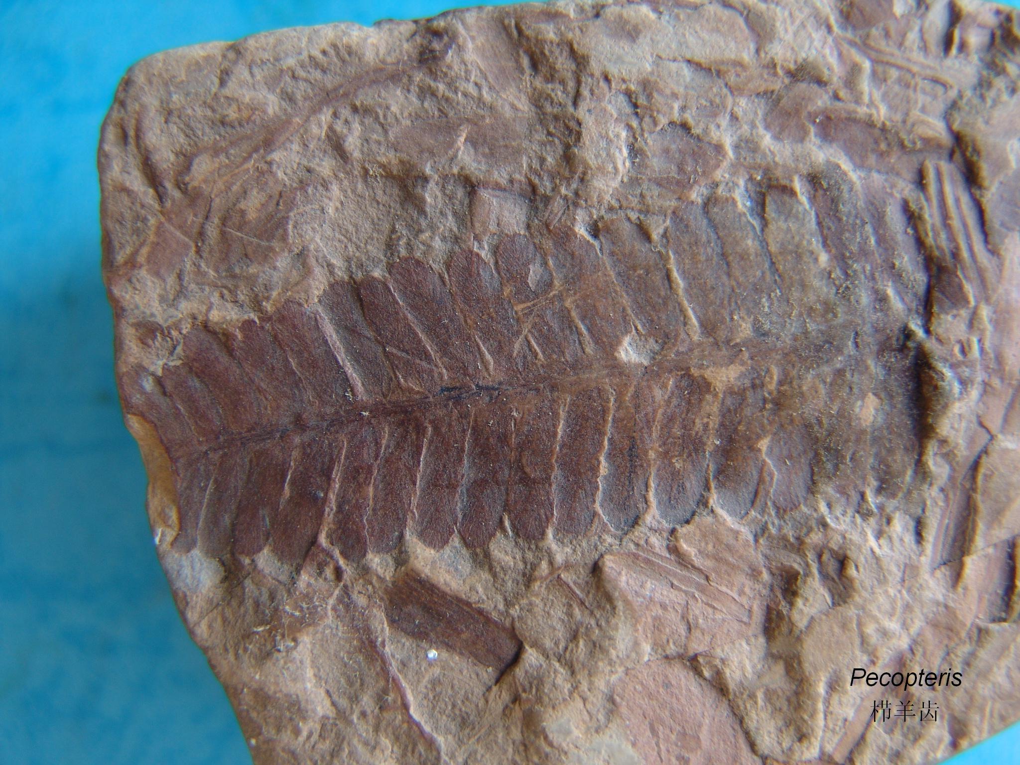  p> b>化石蕨 /b> fossil ferns fossil pteridophytes,蕨类植物是