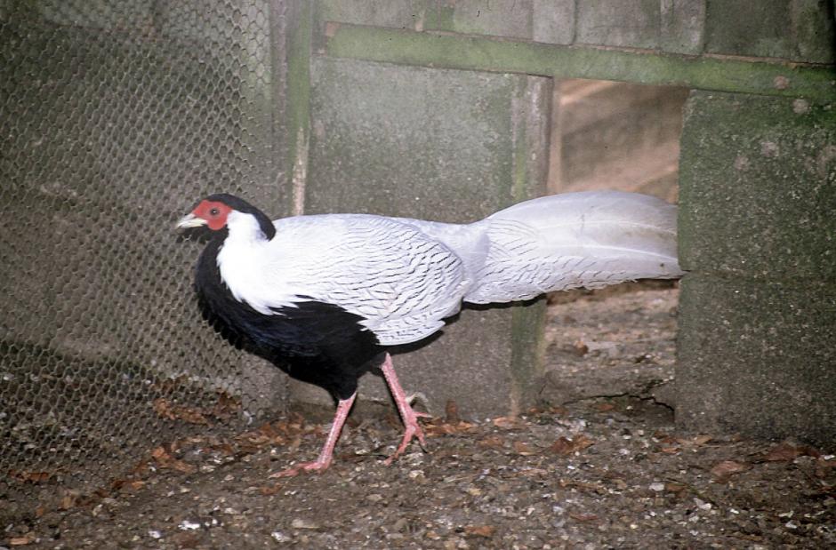 lophura nycthemera nycthemera