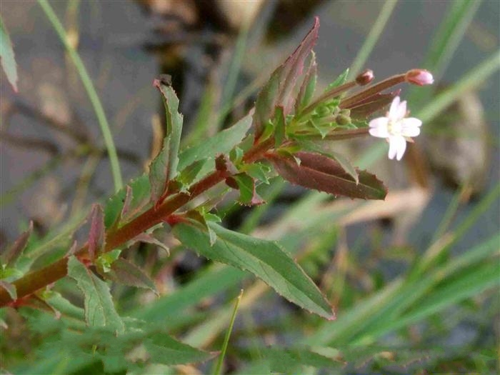  p> a href="#" data-lemmaid="7018313">假柳叶菜 /a>(学名:ludwigia