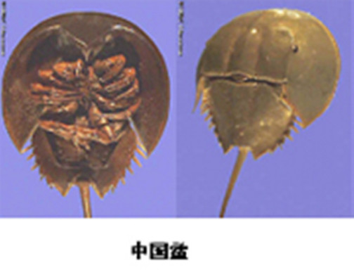 书鳃_百度百科
